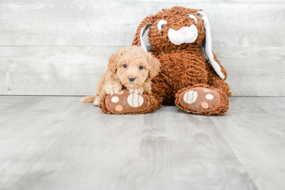 Popular Maltipoo Poodle Mix Pup