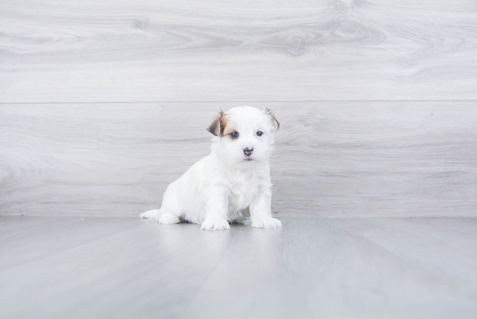 Friendly Morkie Baby