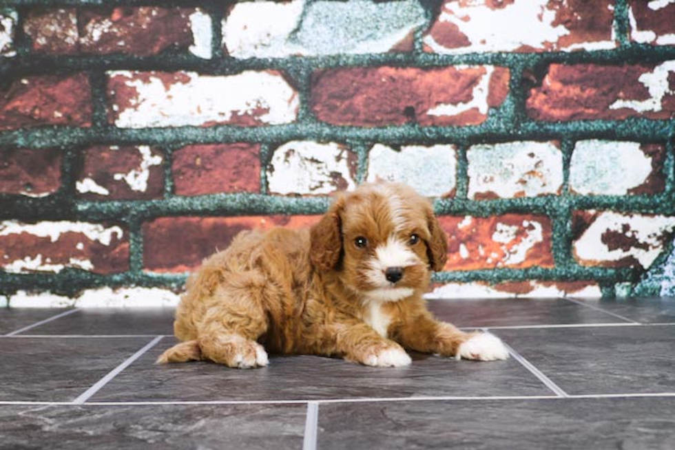 Best Cavapoo Baby