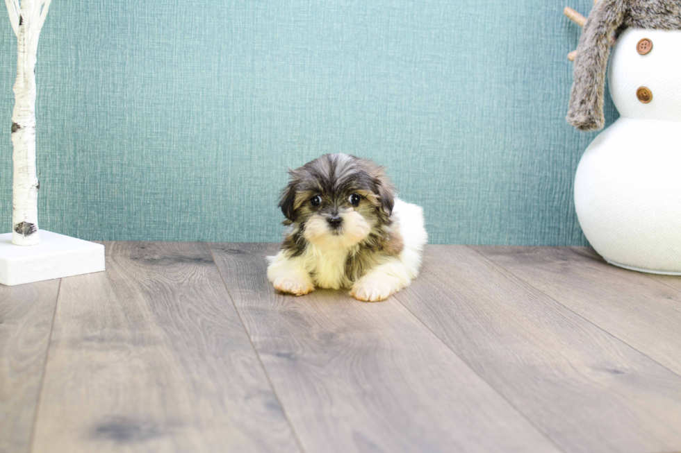 Teddy Bear Pup Being Cute