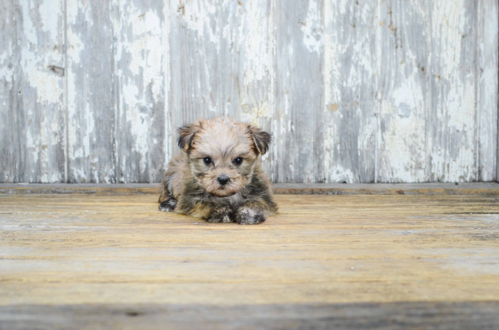 Small Morkie Baby