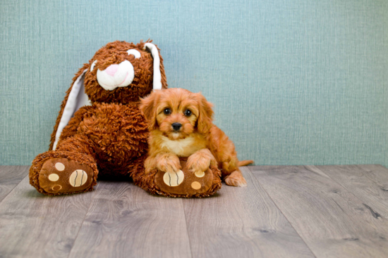 Fluffy Cavapoo Poodle Mix Pup
