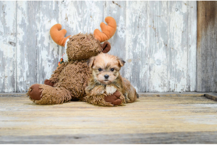 Morkie Pup Being Cute