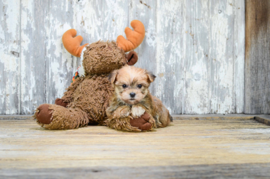 Morkie Pup Being Cute