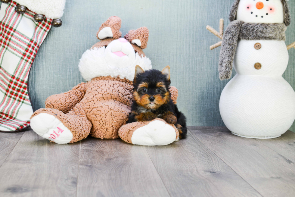Meet Tinkerbell - our Yorkshire Terrier Puppy Photo 