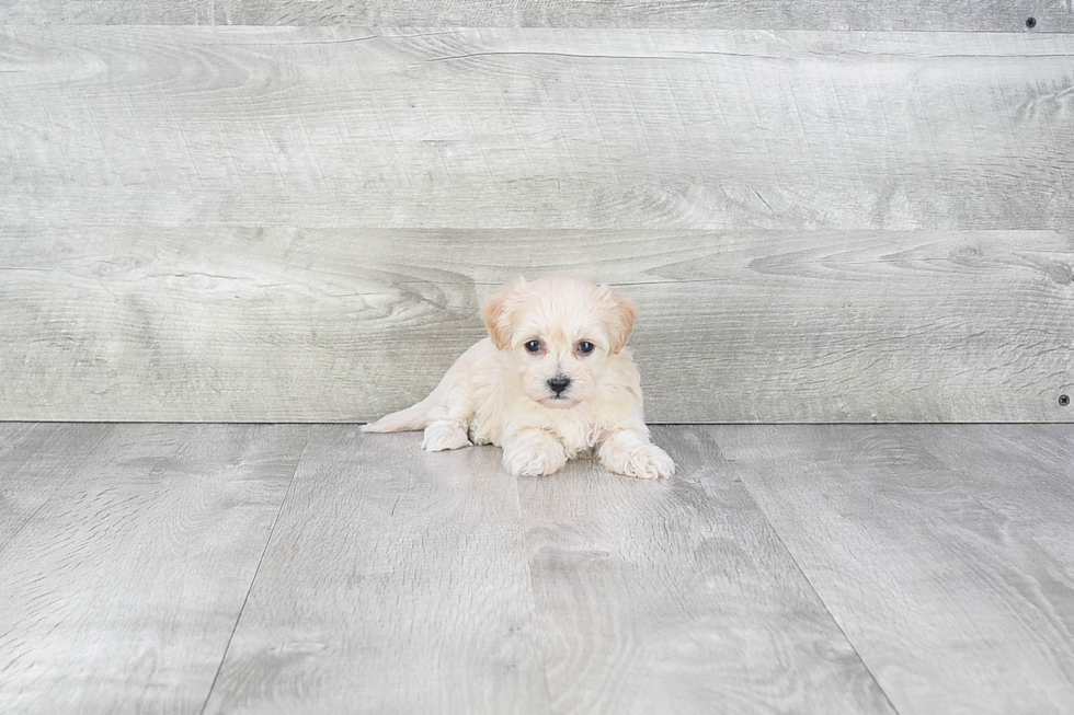 Sweet Maltipoo Baby