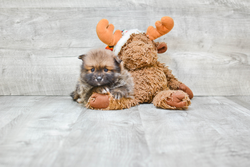 Best Pomeranian Baby