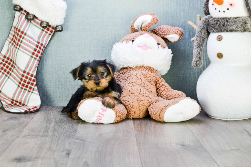Meet Ryan - our Yorkshire Terrier Puppy Photo 