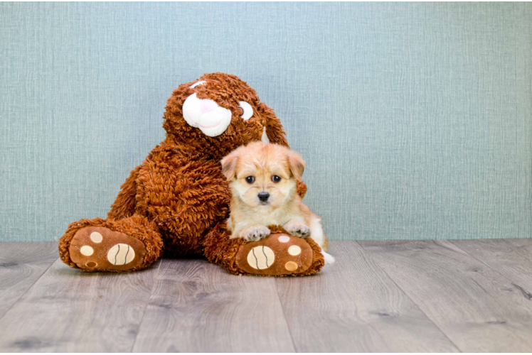 Morkie Pup Being Cute