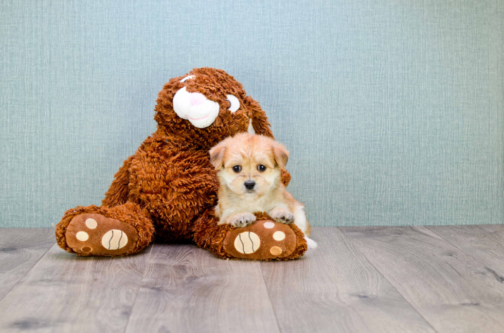 Morkie Pup Being Cute