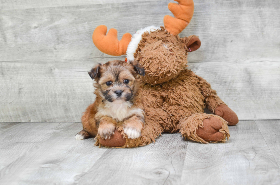 Little Yorkie Designer Puppy