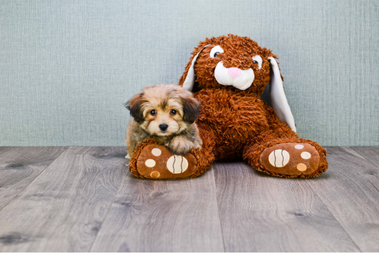 Friendly Morkie Baby