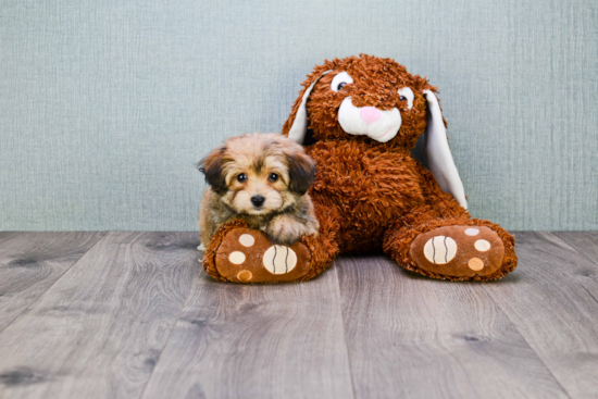 Friendly Morkie Baby