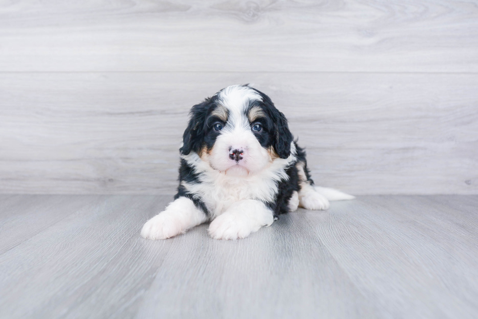 Mini Bernedoodle Puppy for Adoption