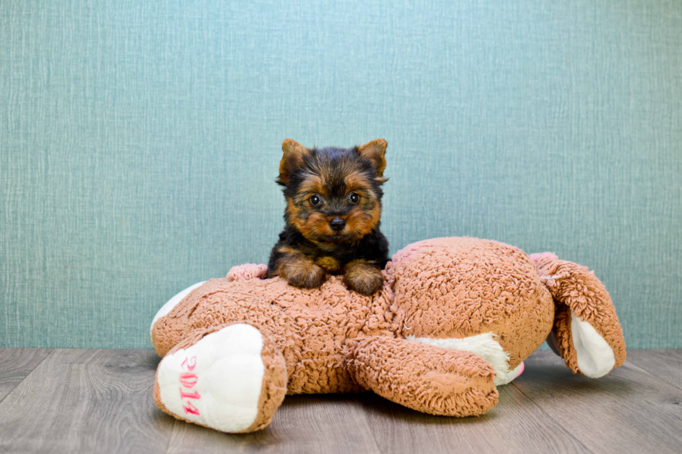 Meet Tinkerbell - our Yorkshire Terrier Puppy Photo 