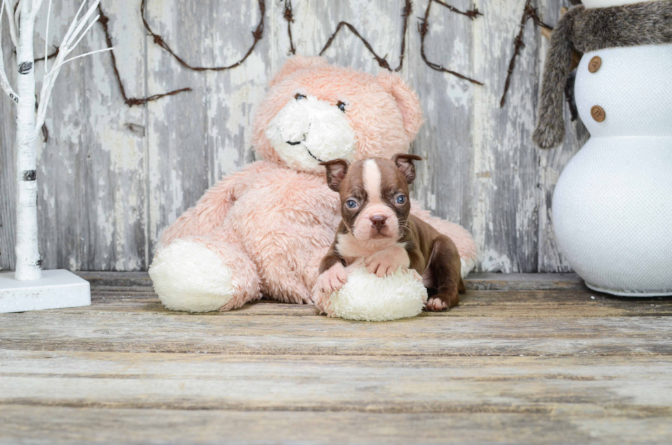 Best Boston Terrier Baby