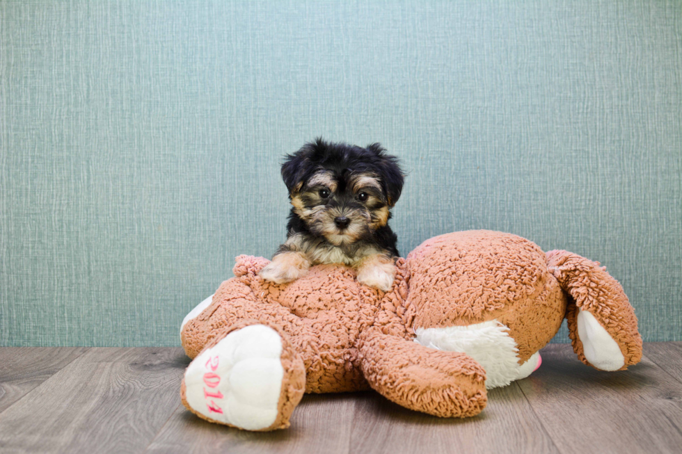 Morkie Pup Being Cute
