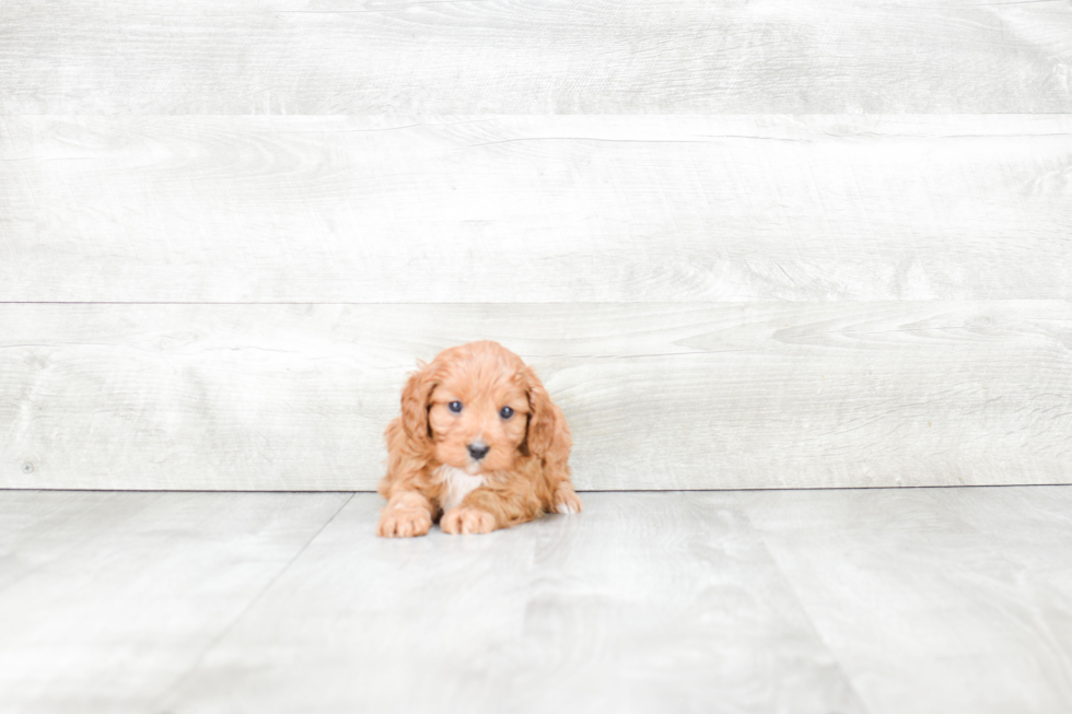 Funny Cavapoo Poodle Mix Pup