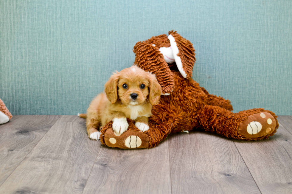 Happy Cavalier King Charles Spaniel Purebred Puppy