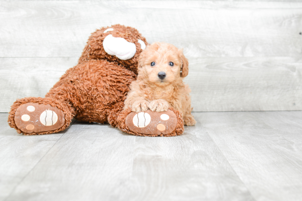 Best Mini Goldendoodle Baby