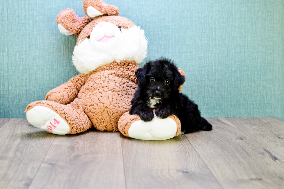 Friendly Yorkie Poo Baby