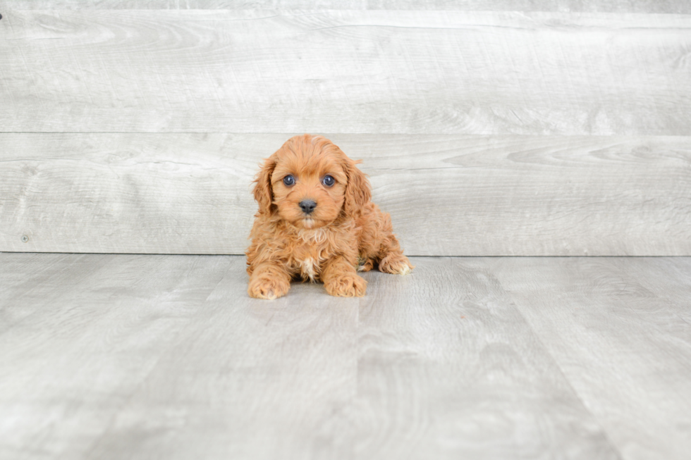 Small Cavapoo Baby