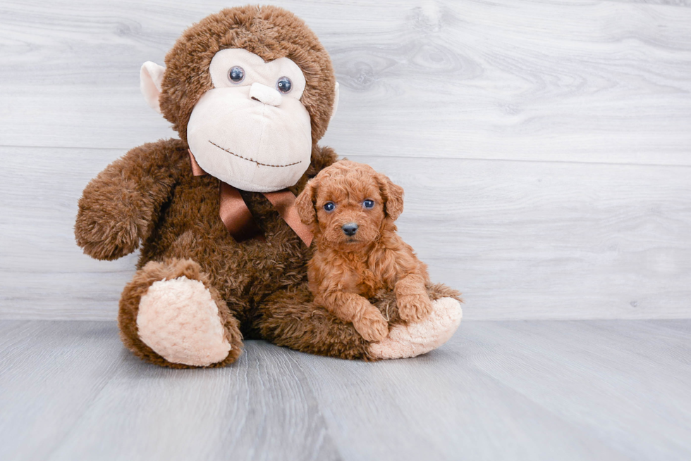 Mini Goldendoodle Puppy for Adoption