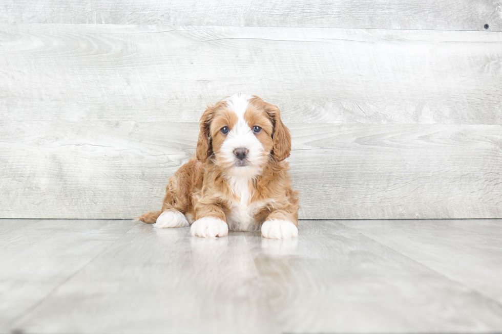 Petite Cockapoo Poodle Mix Pup