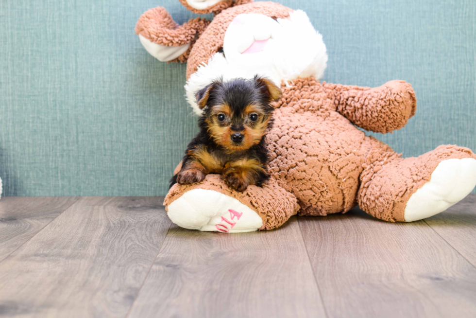 Meet Micro Teacup-Steph - our Yorkshire Terrier Puppy Photo 