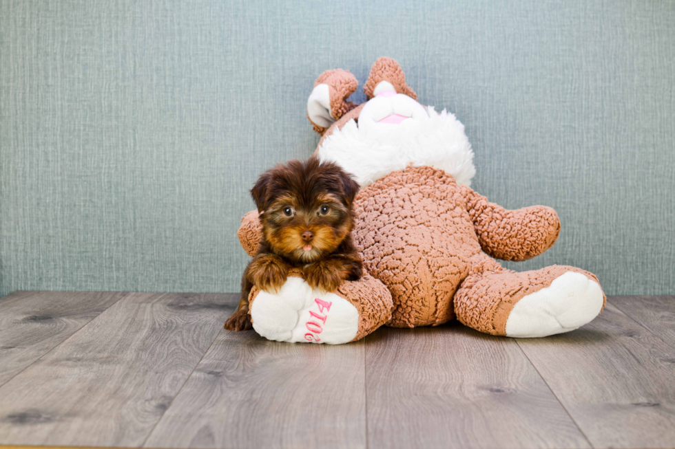 Meet Captain Morgan - our Yorkshire Terrier Puppy Photo 