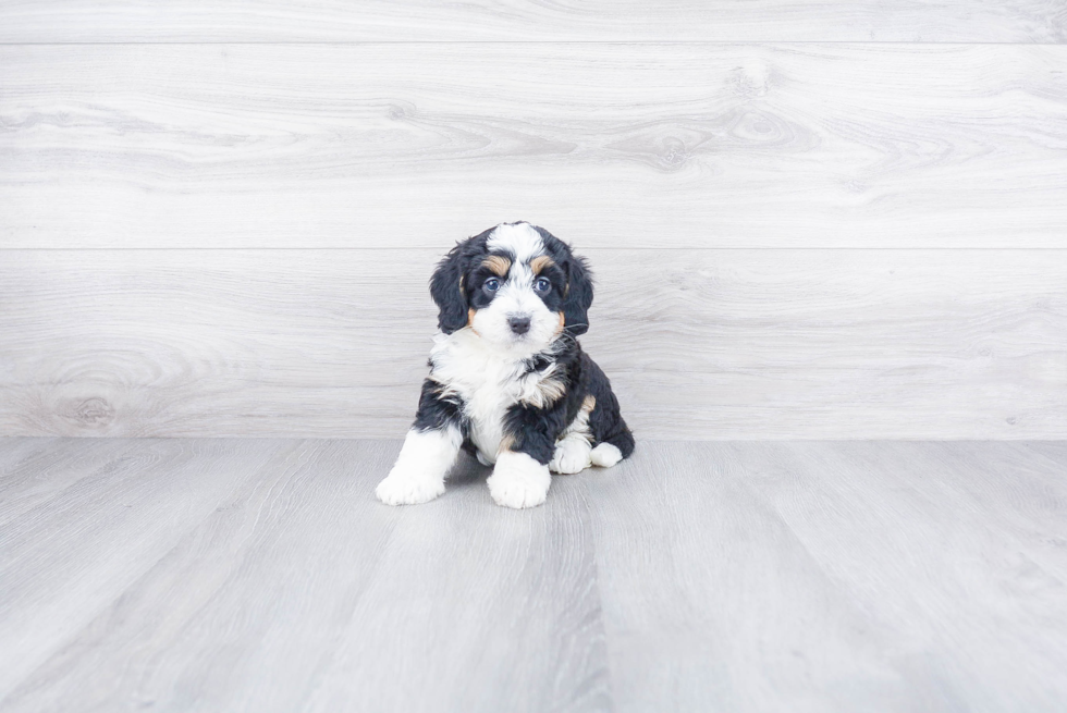 Friendly Mini Bernedoodle Baby