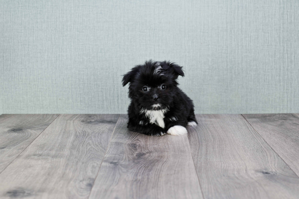 Morkie Pup Being Cute