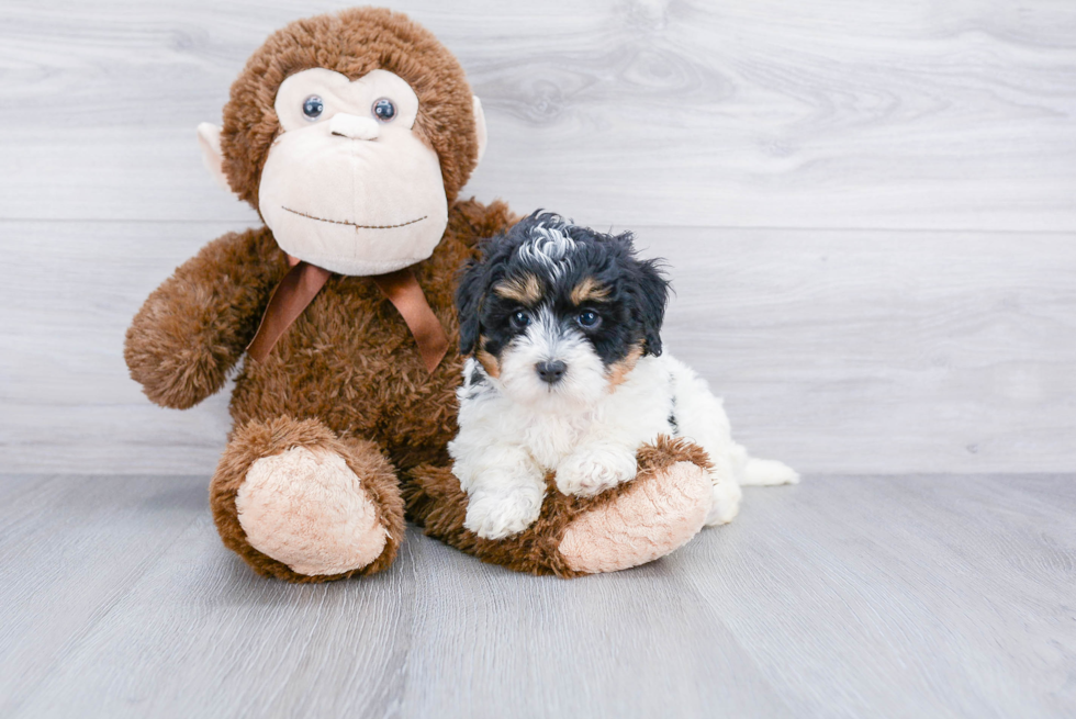 Mini Bernedoodle Puppy for Adoption