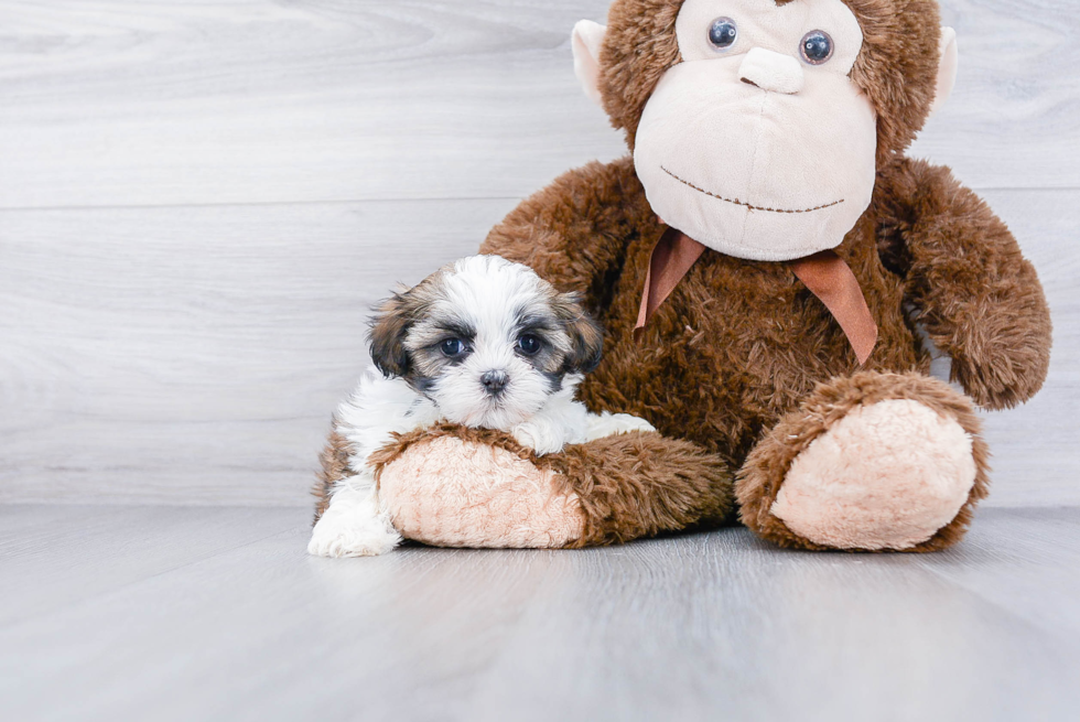 Best Teddy Bear Baby