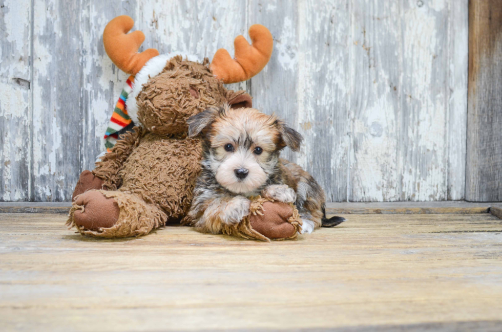 Popular Morkie Designer Pup