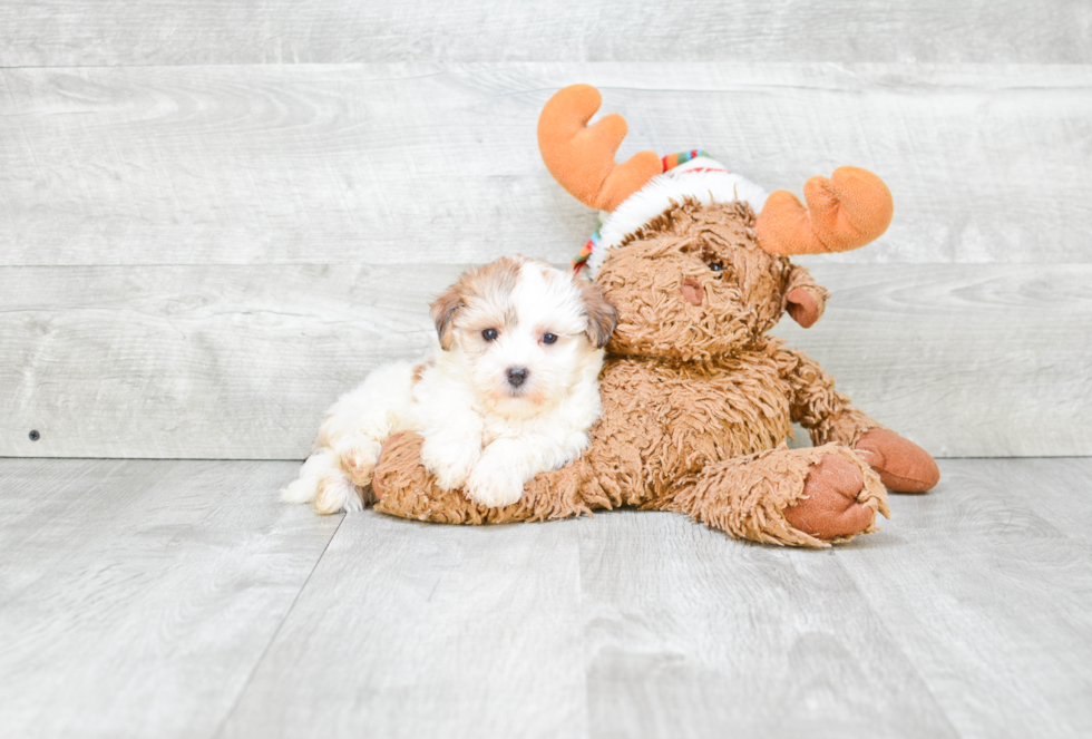Morkie Pup Being Cute