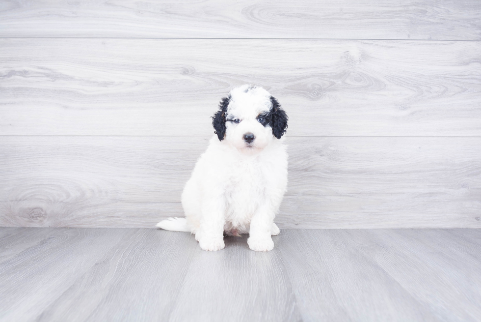 Mini Bernedoodle Puppy for Adoption