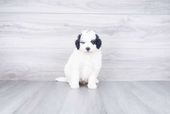 Mini Bernedoodle Puppy for Adoption