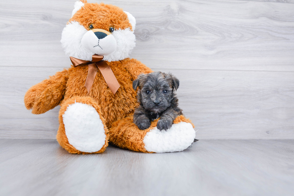 Morkie Puppy for Adoption