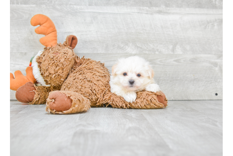 Fluffy Morkie Designer Pup