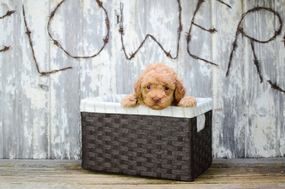 Poodle Puppy for Adoption