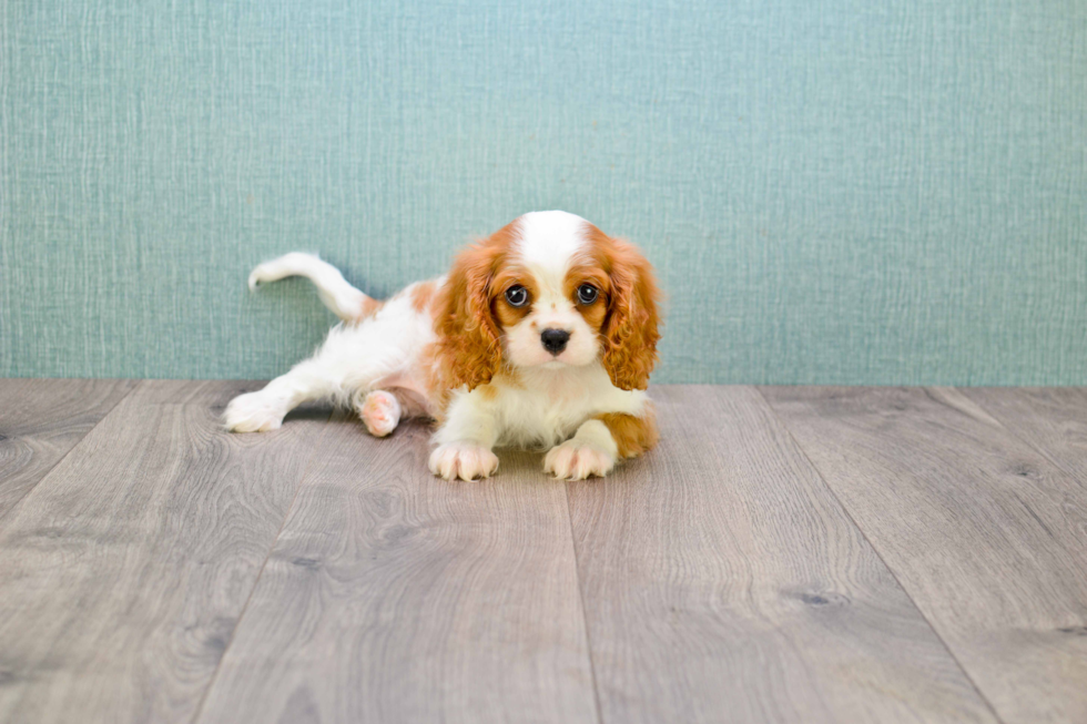 Cute Cavalier King Charles Spaniel Purebred Puppy