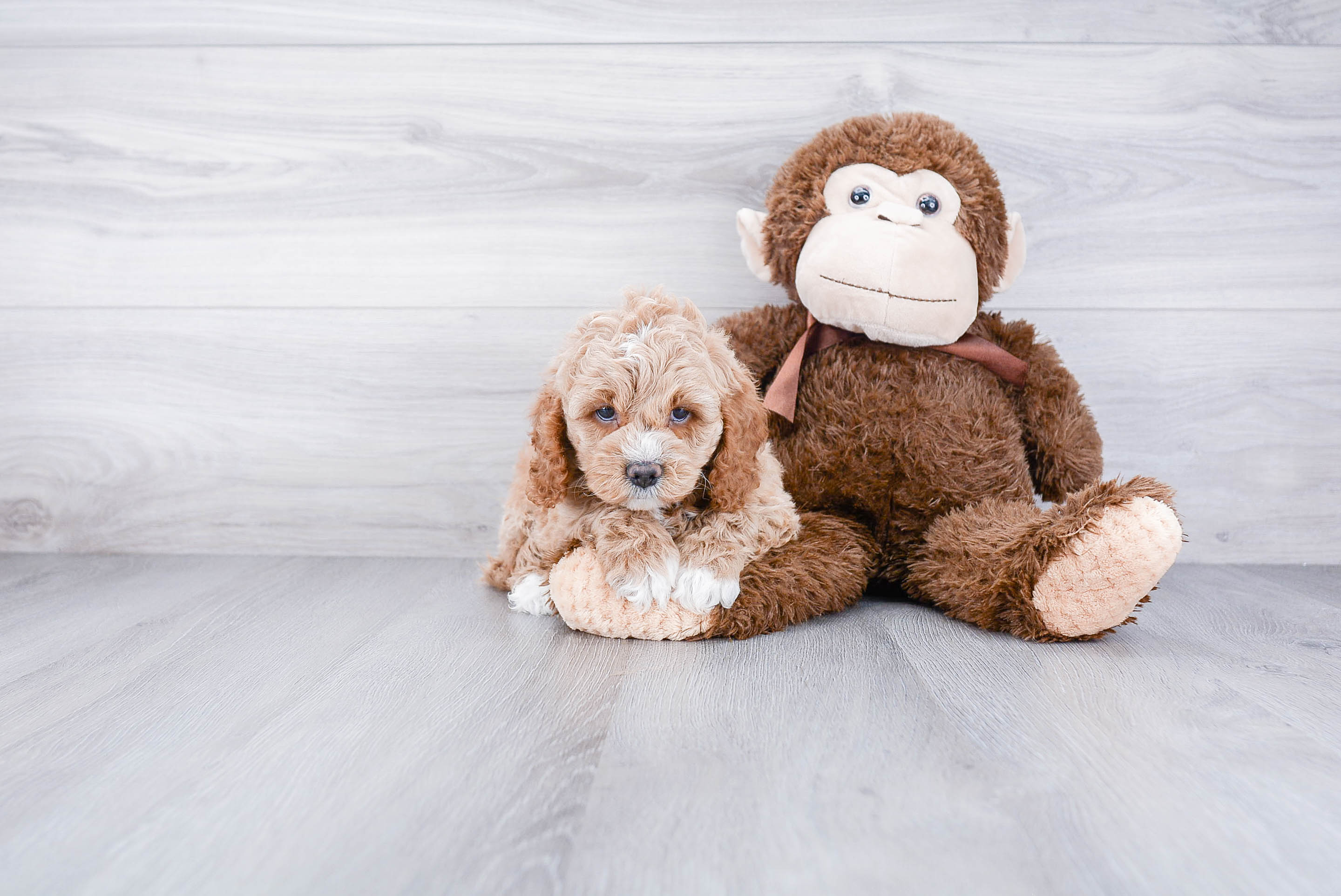 Funny Cockapoo Poodle Mix Pup