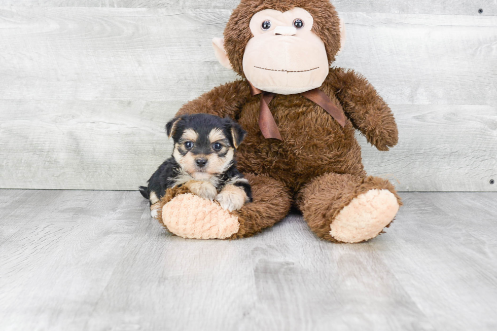 Smart Morkie Designer Pup