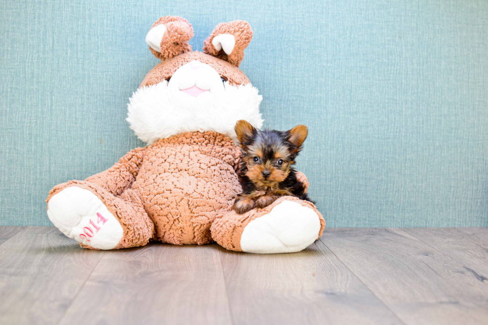Meet Simon - our Yorkshire Terrier Puppy Photo 