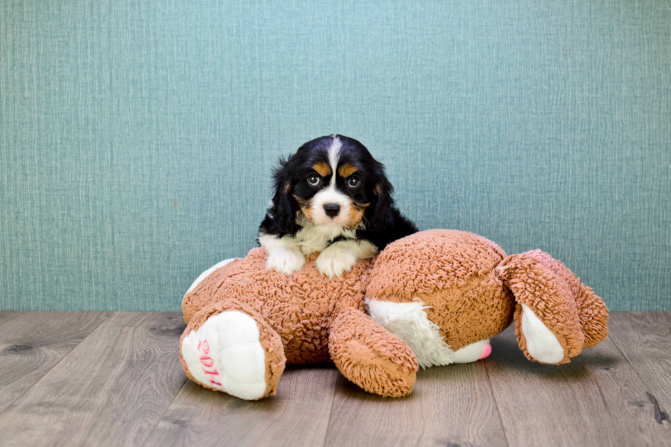Funny Cavalier King Charles Spaniel Baby