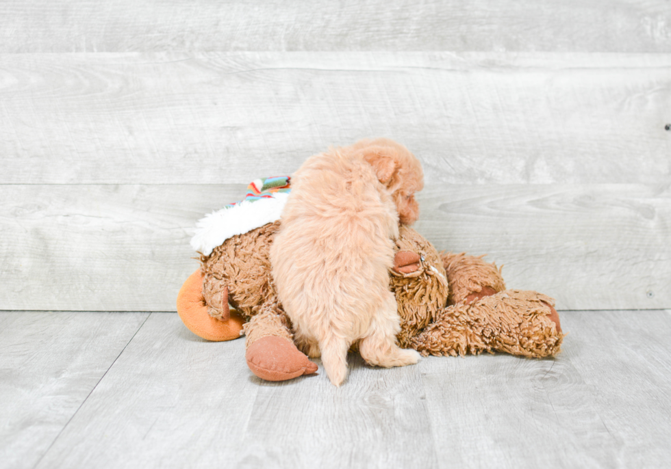 Maltipoo Puppy for Adoption