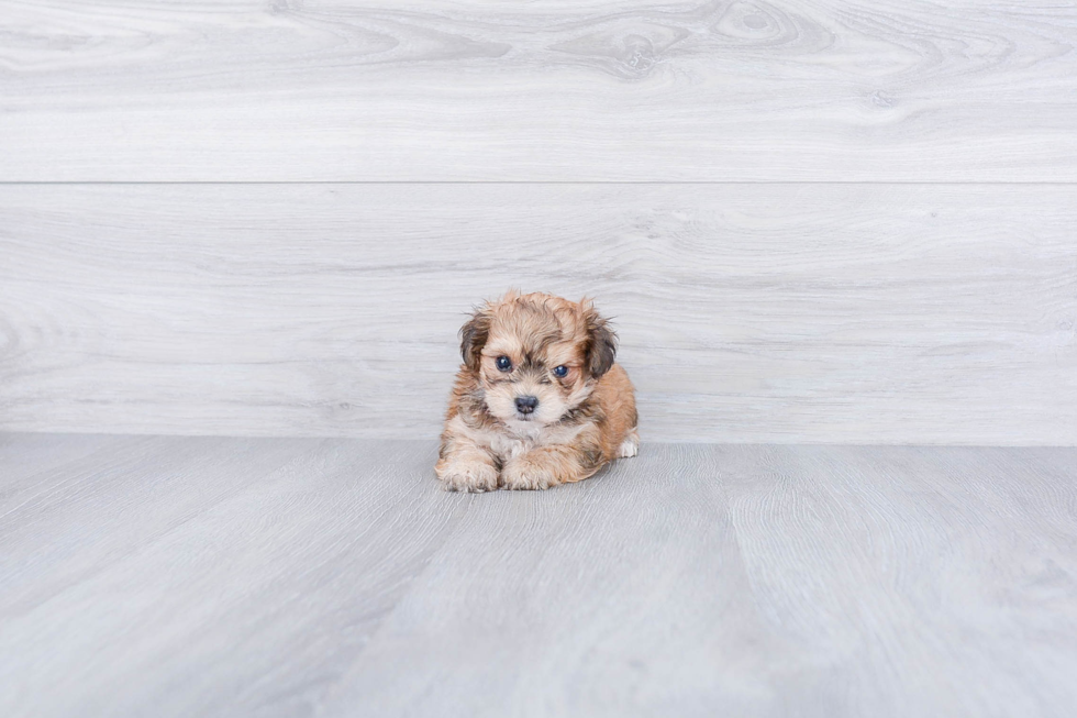 Morkie Pup Being Cute