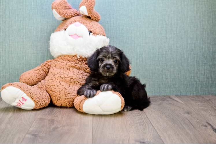 Adorable Yorkie Doodle Poodle Mix Puppy