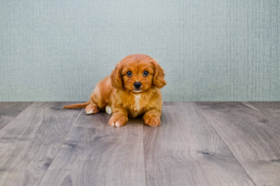 Cavapoo Pup Being Cute